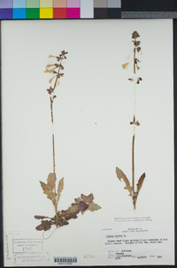 Salvia lyrata image