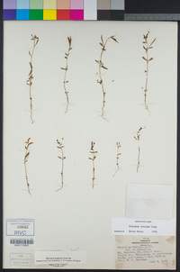 Epilobium minutum image