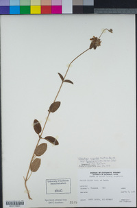 Stachys rigida image