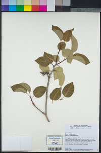 Rhus ovata image