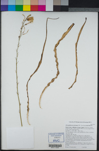 Chlorogalum pomeridianum var. pomeridianum image