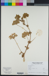 Malva parviflora image