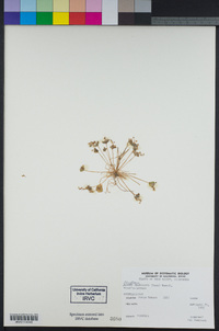 Claytonia perfoliata image