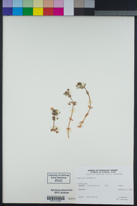 Lysimachia arvensis image