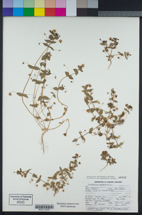 Lysimachia arvensis image