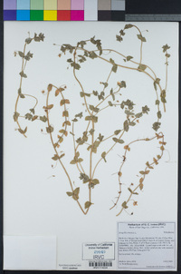 Lysimachia arvensis image