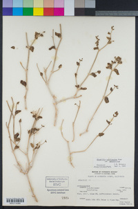 Mirabilis laevis var. crassifolia image