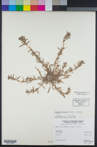 Camissoniopsis micrantha image