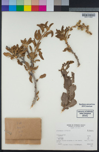 Image of Anisomeria littoralis