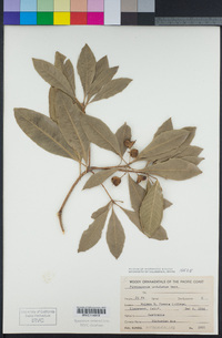 Pittosporum undulatum image