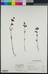 Collinsia concolor image