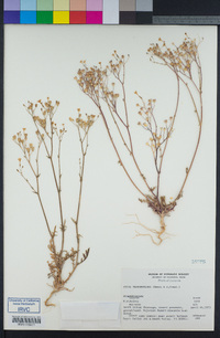 Gilia transmontana image