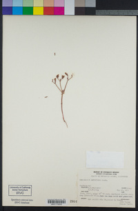 Chorizanthe leptotheca image