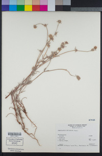 Chorizanthe stellulata image