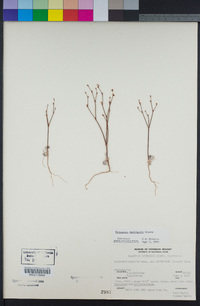 Eriogonum davidsonii image