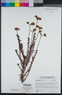 Eriogonum fasciculatum image