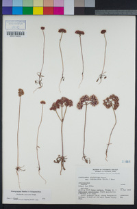 Chorizanthe staticoides image