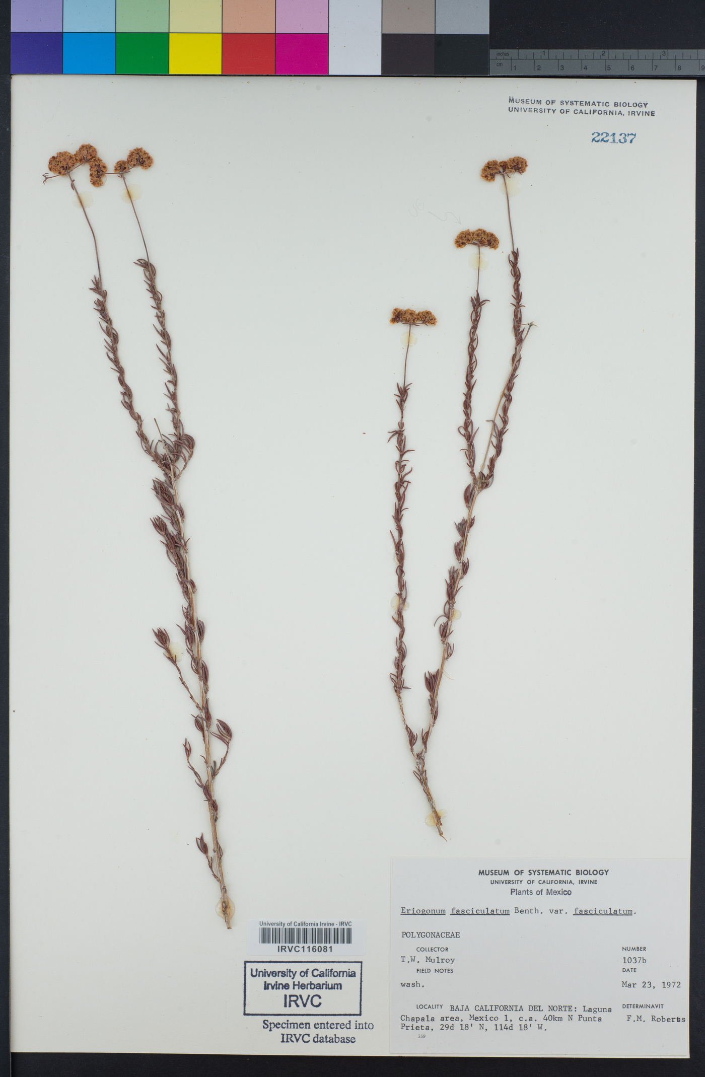 Eriogonum fasciculatum image