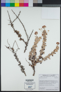 Eriogonum parvifolium image