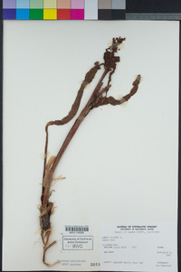 Rumex crispus image