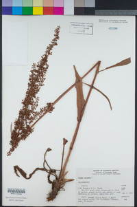 Rumex crispus image