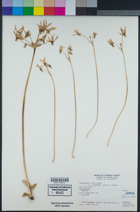 Primula clevelandii image