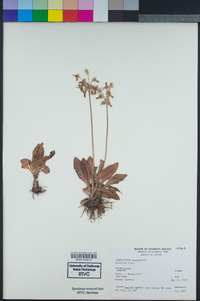 Primula pauciflora image