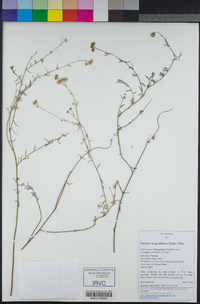 Senecio angustifolius image