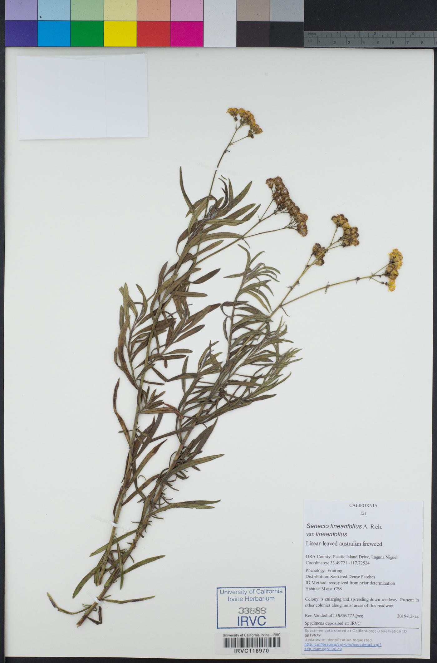 Senecio linearifolius image