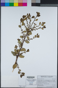 Rhamnus ilicifolia image