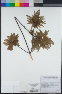Chamaebatia australis image
