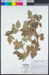 Rubus ursinus image