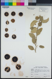 Citrus × aurantiifolia image