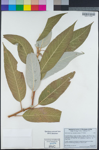 Salix lasiandra var. lasiandra image