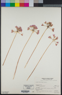 Allium peninsulare image