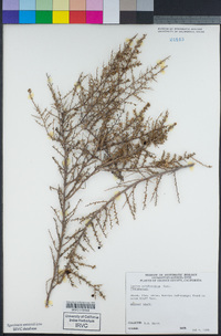 Lycium californicum image