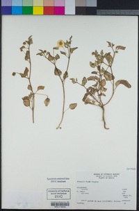 Physalis crassifolia image