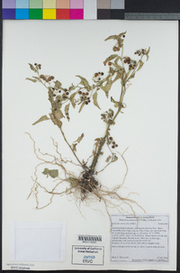 Solanum americanum image