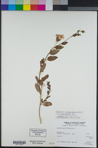 Solanum umbelliferum image