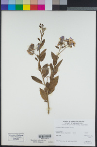 Solanum umbelliferum image