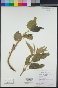 Urtica dioica subsp. holosericea image