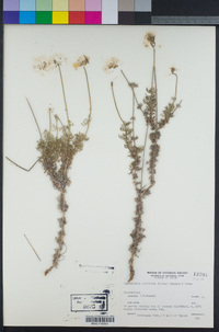 Image of Glandularia sulphurea