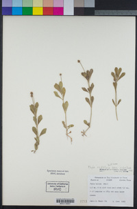 Phyla nodiflora image