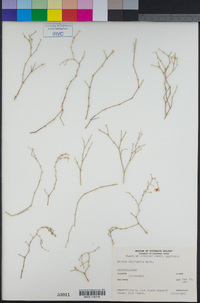 Fagonia californica image