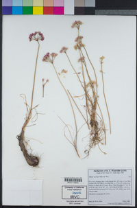 Allium haematochiton image