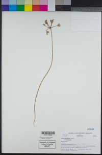 Allium peninsulare var. peninsulare image