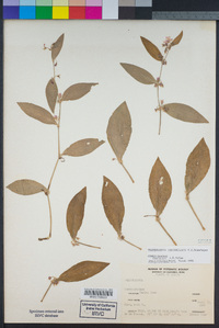 Image of Tradescantia peninsularis