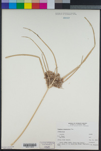 Cyperus eragrostis image