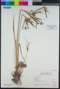 Cyperus odoratus image