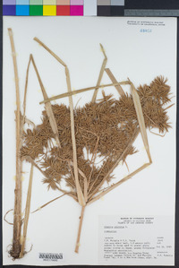 Cyperus odoratus image